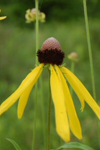 black-eyed susans